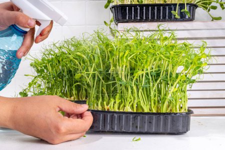 Photo for Women waters squirts fresh grown microgreens, on kitchen white table corner. Home grown healthy superfood microgreens. Microgreen Baby leavessprouts in plastic trays. Urban home microgreen farm. - Royalty Free Image