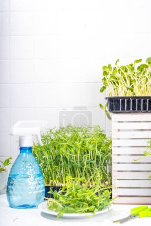Photo for Fresh grown microgreens, on kitchen white table corner. Home grown healthy superfood microgreens. Microgreen Baby leavessprouts in plastic trays, Urban home microgreen farm. - Royalty Free Image