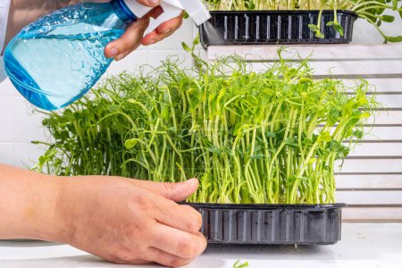 Photo for Women waters squirts fresh grown microgreens, on kitchen white table corner. Home grown healthy superfood microgreens. Microgreen Baby leavessprouts in plastic trays. Urban home microgreen farm. - Royalty Free Image