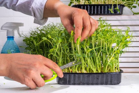 Photo for Women cut fresh grown microgreens, on kitchen white table corner. Home grown healthy superfood microgreens. Microgreen Baby leavessprouts in plastic trays, Urban home microgreen farm. - Royalty Free Image