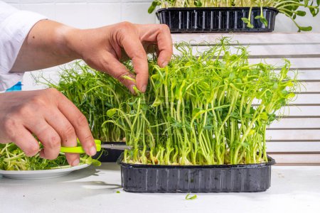 Photo for Women cut fresh grown microgreens, on kitchen white table corner. Home grown healthy superfood microgreens. Microgreen Baby leavessprouts in plastic trays, Urban home microgreen farm. - Royalty Free Image