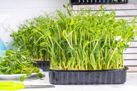Photo for Fresh grown microgreens, on kitchen white table corner. Home grown healthy superfood microgreens. Microgreen Baby leavessprouts in plastic trays, Urban home microgreen farm. - Royalty Free Image