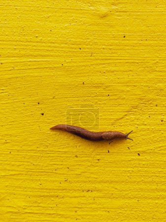 Téléchargez les photos : Une grosse limace visqueuse, glissante et collante rampe le long d'un mur texturé peint en jaune. Cadre de composition lumineux vue de dessus, gros plan. - en image libre de droit