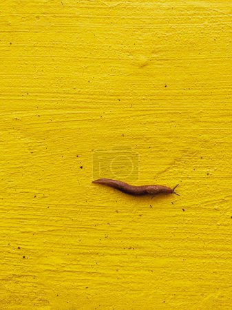 Téléchargez les photos : Une grosse limace visqueuse rampe le long d'un mur texturé peint en jaune. Composition lumineuse du cadre de vue supérieure. - en image libre de droit