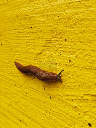 Téléchargez les photos : Une grosse limace visqueuse rampe le long d'un mur texturé peint en jaune. - en image libre de droit