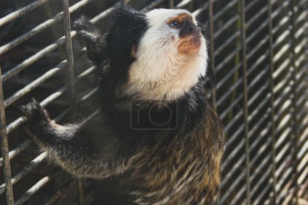 Téléchargez les photos : Gros plan d'un petit singe tamarin brillant levant les yeux tout en s'accrochant à un treillis. - en image libre de droit