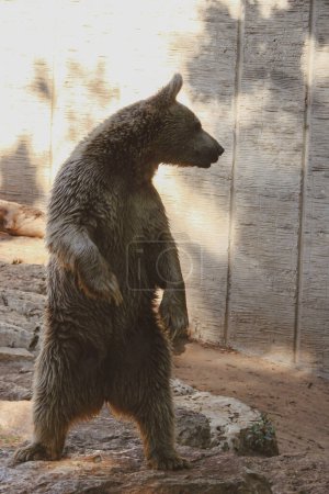 Photo for A big brown bear turned in profile stands at full height on its hind legs on the sandy soil in the shade, hiding from the sun. - Royalty Free Image