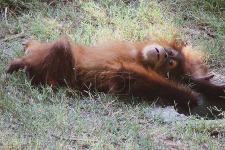 Photo for Funny little red orangutan lying on green grass. A close-up of the monkey's face allows you to clearly see its expression, eyes, nose, lips and cheeks. - Royalty Free Image
