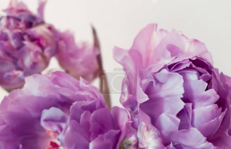 Photo for Sensual composition with peony-like purple tulips on a white background. Large buds of spring festive flowers have rich textured petals. - Royalty Free Image