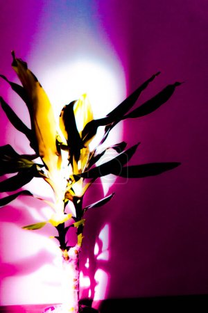 Téléchargez les photos : Photo abstraite artistique de dracaena plante aux couleurs fluo tendance sur fond noir dans une lumière vive. Photo abstraite dynamique avec des taches de monde et de couleur sur fond sombre. - en image libre de droit
