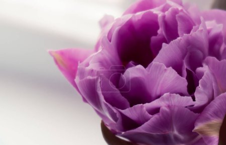 Photo for One peony lilac tulip on a light background close-up. A large bud with lush petals of a delicate color, macro shot. - Royalty Free Image