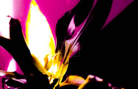 Foto artística abstracta de planta dracaena en colores neón. Fotografía abstracta dinámica con mundo brillante y manchas de color.