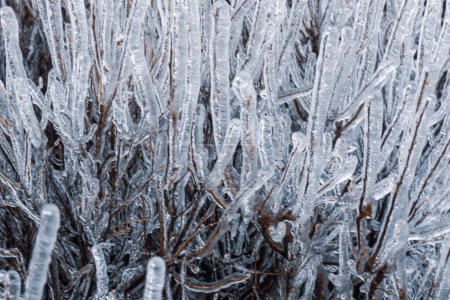 Photo for The branches of the bush are photographed in close-up, they are completely covered with transparent, cold ice. Icy winter background. - Royalty Free Image
