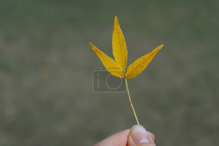 Téléchargez les photos : Une petite feuille d'automne jaune tenue par une main féminine sur un fond vert flou. La composition crée une ambiance automnale chaleureuse. - en image libre de droit