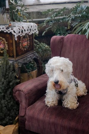 Ein weißer, flauschiger Hund sitzt in einem dunklen weinroten Vintage-Stuhl, umgeben von viel Grün. In der Nähe befindet sich eine alte Schublade mit schöner Spitze.
