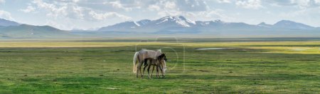 Foto de Wild horses in Kyrgyzstan nature green landscape with snow capped mountains. Kyrgyzstan is a landlocked country located in central Asia, known for its rugged, mountainous terrain and grasslands. - Imagen libre de derechos
