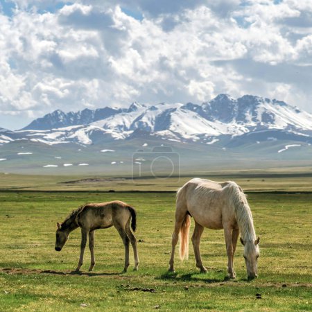 Foto de Caballos salvajes en Kirguistán naturaleza verde paisaje con montañas cubiertas de nieve. Kirguistán es un país sin litoral situado en el centro de Asia, conocido por sus escarpados terrenos montañosos y pastizales.. - Imagen libre de derechos