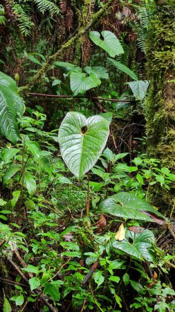 Foto de Bosque lluvioso de Costa Rica con muchas plantas y árboles en el Parque Nacional Poas, un área protegida impresionante, conocido por su impresionante cráter volcánico y exuberantes bosques nubosos. - Imagen libre de derechos