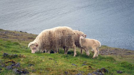 Foto de Ovejas vagan libremente en las Islas Feroe, una vista común contra el paisaje escarpado de las Islas Feroe. - Imagen libre de derechos