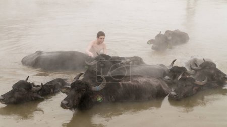 Téléchargez les photos : Guroymak, Bitlis, Turquie - 29 février 2020 : Garçon du village avec ses vaches dans l'eau thermale, entouré de vapeur montante, baignant ses animaux - en image libre de droit