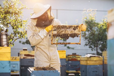 Foto de Abejas y panal orgánico con jalea real. Hombre apicultor sosteniendo un marco de madera con celdas de reina, panal de abejas con leche real de abejas. Honey Bee Brood cuidado. colonia de abejas melíferas, colmena, apicultura - Imagen libre de derechos