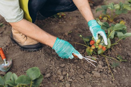 Téléchargez les photos : Un jardinier masculin travaillant sur le jardin de fraises - en image libre de droit