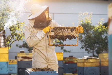 Téléchargez les photos : Abeilles et nid d'abeilles bio à la gelée royale. Homme apiculteur tenant un cadre en bois avec des cellules queen, nid d'abeilles avec du lait royal d'abeilles. Honey Bee Brood soins. colonie d'abeilles mellifères, ruche, apiculture - en image libre de droit