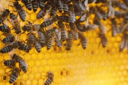 Foto de Colonia de abejas en la colmena macro. Abejas de miel de trabajo, panal, células de cera con miel y polen. - Imagen libre de derechos