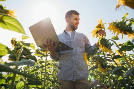 Téléchargez les photos : Agronomiste avec ordinateur portable inspecte la culture de tournesol dans le domaine agricole. - en image libre de droit