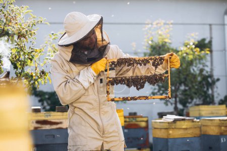 Téléchargez les photos : Abeilles et nid d'abeilles bio à la gelée royale. Homme apiculteur tenant un cadre en bois avec des cellules queen, nid d'abeilles avec du lait royal d'abeilles. Honey Bee Brood soins. colonie d'abeilles mellifères, ruche, apiculture - en image libre de droit