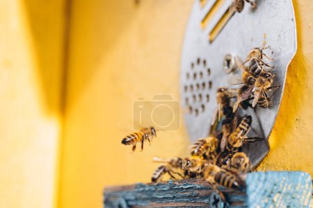 Téléchargez les photos : Macro d'abeilles domestiques en vol transportant du pollen vers une ruche - en image libre de droit