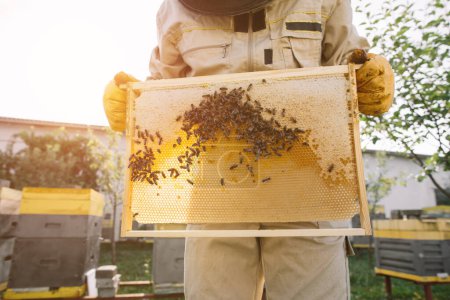 Téléchargez les photos : L'apiculteur travaille à la collecte du miel. Concept apicole. - en image libre de droit