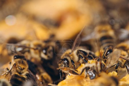 Photo for Bee colony in hive macro. Working honey bees, honeycomb, wax cells with honey and pollen. - Royalty Free Image