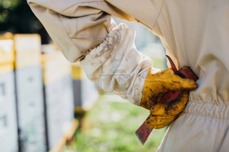 Photo for Male beekeeper holding tool on apiary, back view, details - Royalty Free Image