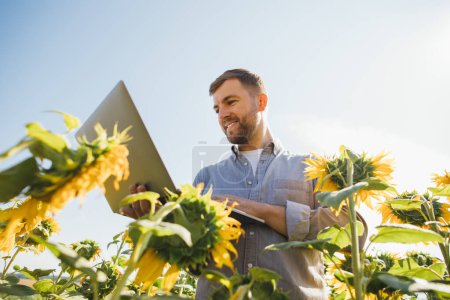 Photo for Agronomist with laptop inspects sunflower crop in agricultural field. - Royalty Free Image