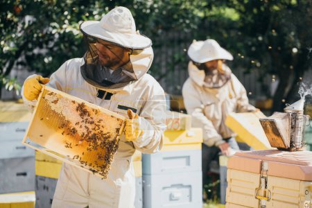 Photo for Two beekeepers works with honeycomb full of bees, in protective uniform working on a small apiary farm, getting honeycomb from the wooden beehive. Apiculture. Experience transfer concept - Royalty Free Image