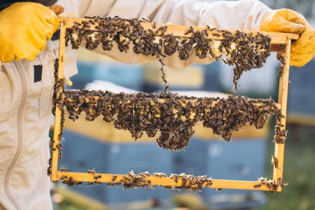 Célula reina apicultora para larvas abejas reina. apicultor en colmenar con abejas reina, listo para salir a reinas reproductoras de abejas. Jalea real en celdas de plástico. Enfoque suave.