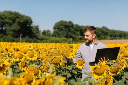 Photo for Agronomist with laptop inspects sunflower crop in agricultural field. - Royalty Free Image