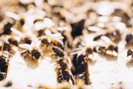 Téléchargez les photos : Colonie d'abeilles en macro ruche. Abeilles à miel, nids d'abeilles, cellules de cire au miel et au pollen. - en image libre de droit