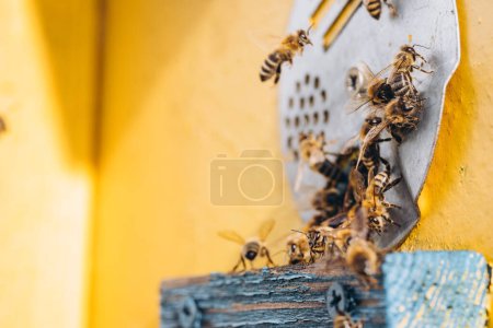 Téléchargez les photos : Macro d'abeilles domestiques en vol transportant du pollen vers une ruche - en image libre de droit