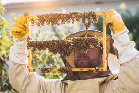 Photo for Bees and organic honeycomb with royal jelly. Man beekeeper holding a wooden frame with queen cells, honeycomb with royal milk of bees. Honey Bee Brood care. honey bee colony, beehive, beekeeping - Royalty Free Image