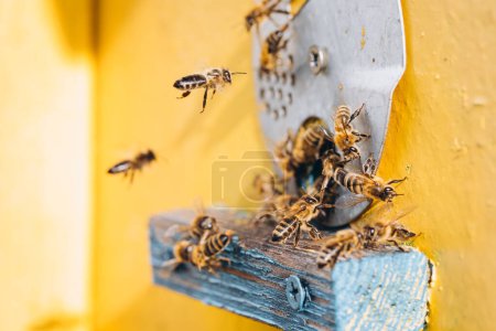 Photo for Macro of honeybees in flight carrying pollen to a beehive - Royalty Free Image