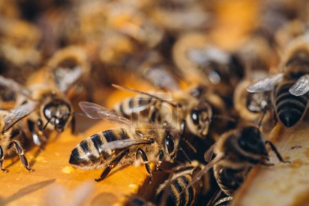 Foto de Colonia de abejas en la colmena macro. Abejas de miel de trabajo, panal, células de cera con miel y polen. - Imagen libre de derechos