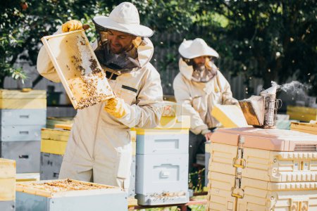 Foto de Dos apicultores trabajan con panal lleno de abejas, en uniforme protector trabajando en una pequeña granja de colmenas, obteniendo panal de abejas de madera. Apicultura. Concepto de transferencia de experiencia - Imagen libre de derechos