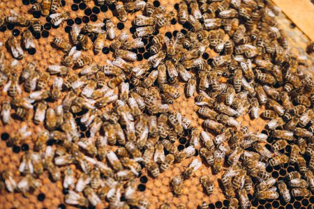 Téléchargez les photos : Colonie d'abeilles en macro ruche. Abeilles à miel, nids d'abeilles, cellules de cire au miel et au pollen. - en image libre de droit