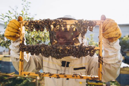 Foto de Abejas y panal orgánico con jalea real. Hombre apicultor sosteniendo un marco de madera con celdas de reina, panal de abejas con leche real de abejas. Honey Bee Brood cuidado. colonia de abejas melíferas, colmena, apicultura - Imagen libre de derechos