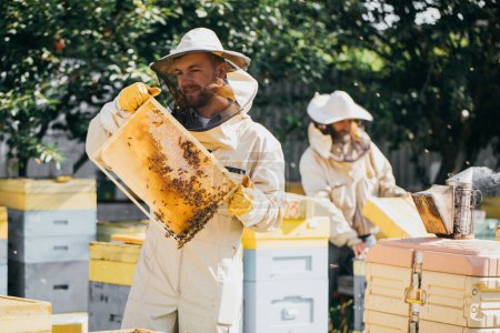 Téléchargez les photos : Deux apiculteurs travaillent avec des rayons de miel remplis d'abeilles, en uniforme de protection travaillant sur une petite ferme apicole, obtenant des rayons de miel de la ruche en bois. L'apiculture. Concept de transfert d'expérience - en image libre de droit