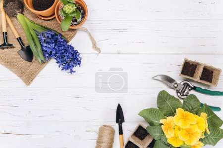 Téléchargez les photos : Fond de jardinage. Jacinthe et fleurs de primula avec des outils de jardin sur le fond en bois blanc. Vue supérieure avec espace de copie. - en image libre de droit