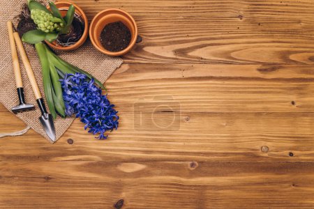 Foto de Fondo de jardinería de primavera con flores de jacinto, bulbos, tubérculos, pala y tierra en la mesa de jardín de madera - Imagen libre de derechos