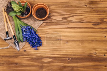Foto de Fondo de jardinería de primavera con flores de jacinto, bulbos, tubérculos, pala y tierra en la mesa de jardín de madera - Imagen libre de derechos
